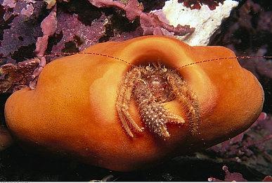 网易CC直播永劫无间壕礼大放送 显卡？游戏？我全都要！