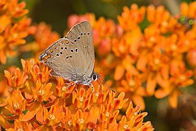 好评游戏《天穗之咲稻姬》PS4＆NS下载版官方定价下调